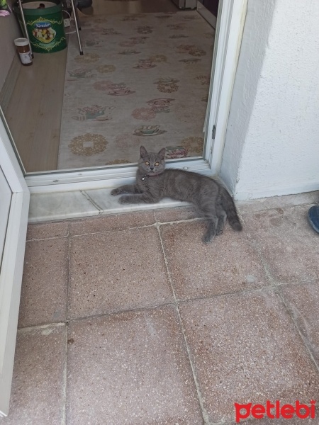 British Shorthair, Kedi  Gece fotoğrafı