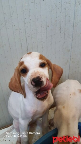 Pointer, Köpek  Alice fotoğrafı