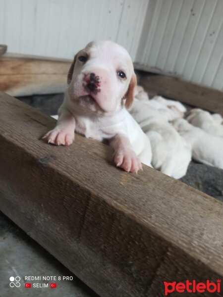 Pointer, Köpek  Alice fotoğrafı