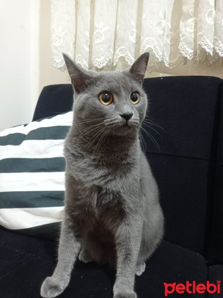 British Shorthair, Kedi  Lia fotoğrafı