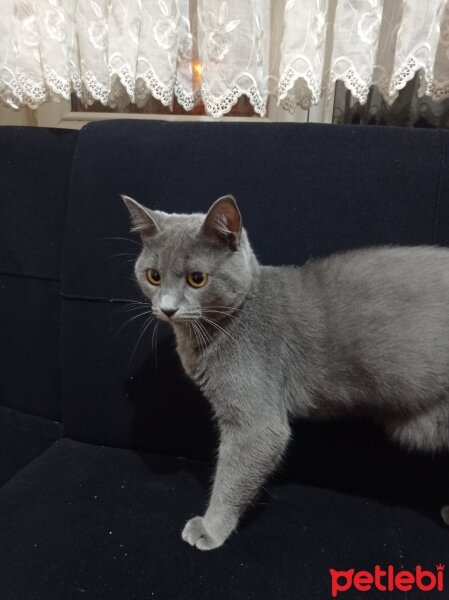 British Shorthair, Kedi  Lia fotoğrafı