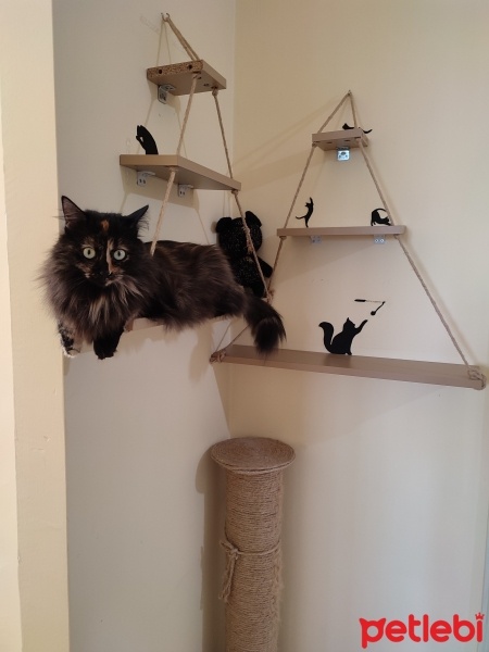 Tekir Kedi, Kedi  Gece fotoğrafı