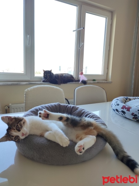 Tekir Kedi, Kedi  Gece fotoğrafı