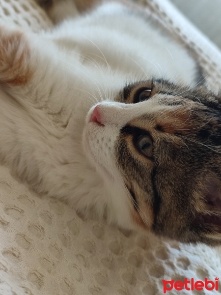 Tekir Kedi, Kedi  Güneş fotoğrafı