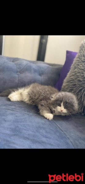 Scottish Fold, Kedi  gırgır (scottish long hair) fotoğrafı