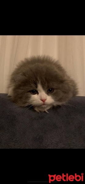 Scottish Fold, Kedi  gırgır (scottish long hair) fotoğrafı