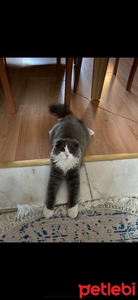 Scottish Fold, Kedi  gırgır (scottish long hair) fotoğrafı