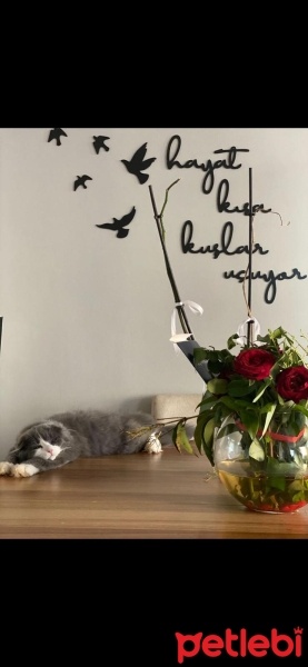 Scottish Fold, Kedi  gırgır (scottish long hair) fotoğrafı