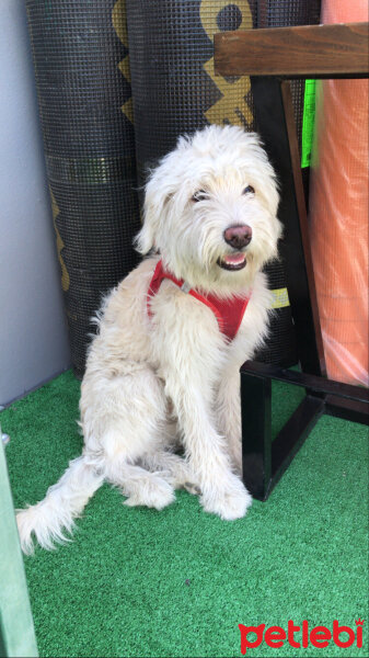 Maltese, Köpek  Max fotoğrafı