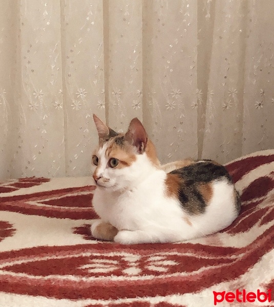 Tekir Kedi, Kedi  Karamel fotoğrafı