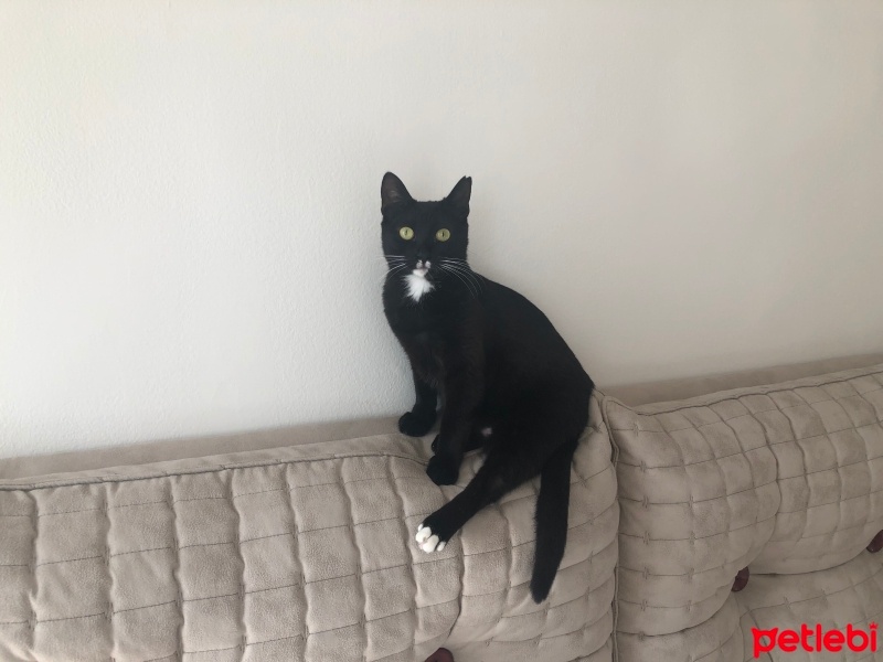 Tuxedo (Smokin) Kedi, Kedi  Zilli fotoğrafı