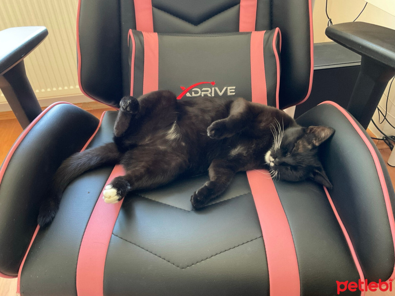 Tuxedo (Smokin) Kedi, Kedi  Zilli fotoğrafı
