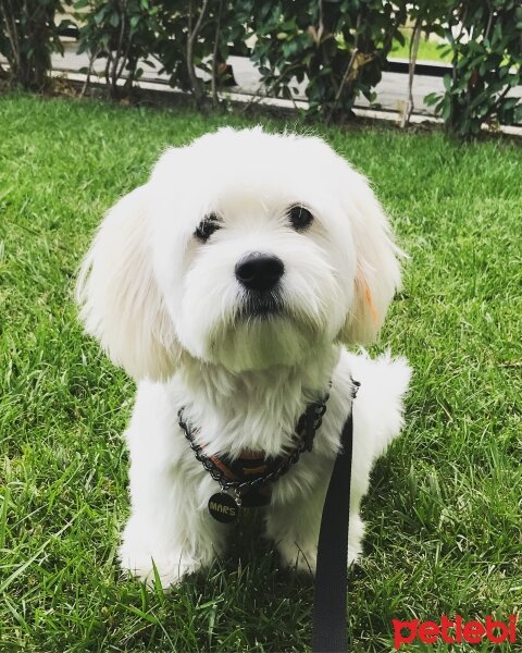 Maltese, Köpek  Mars fotoğrafı