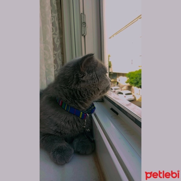 Scottish Fold, Kedi  Mia fotoğrafı