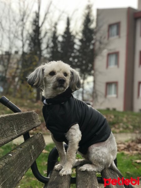 Maltese, Köpek  Tomris fotoğrafı