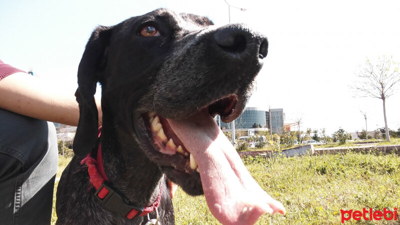 Pointer, Köpek  Rüzgar fotoğrafı