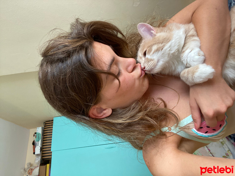 Sarman, Kedi  Sütlü fotoğrafı