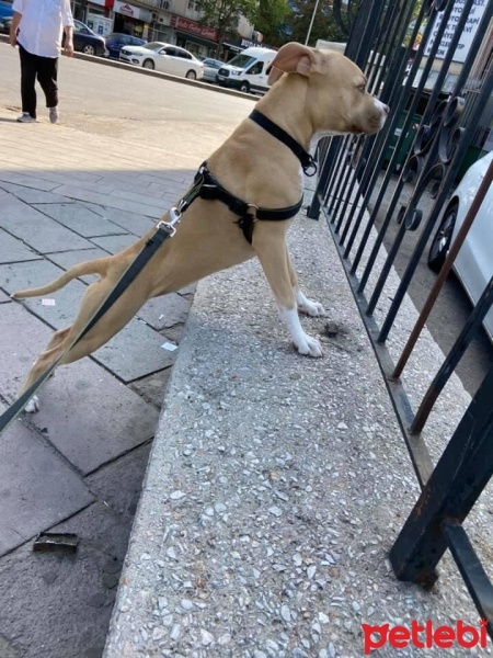 Amerikan Staffordshire Terrier, Köpek  hera fotoğrafı