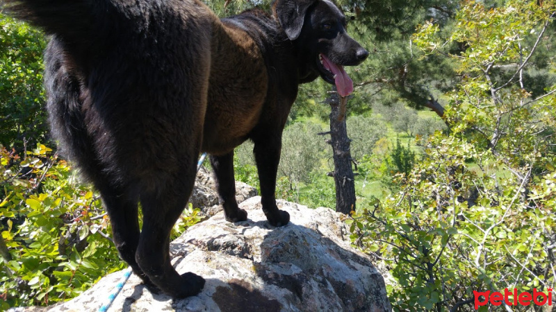 Labrador Retriever, Köpek  Paşa fotoğrafı