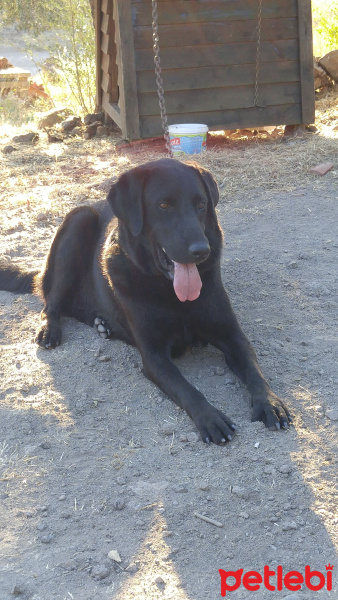 Labrador Retriever, Köpek  Paşa fotoğrafı