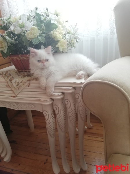 İran Kedisi (Persian), Kedi  Bulut fotoğrafı