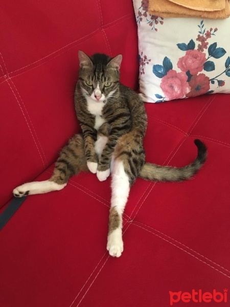 Tekir Kedi, Kedi  sufle fotoğrafı