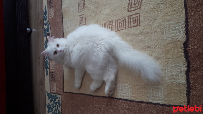 Sibirya Kedisi, Kedi  Mor fotoğrafı