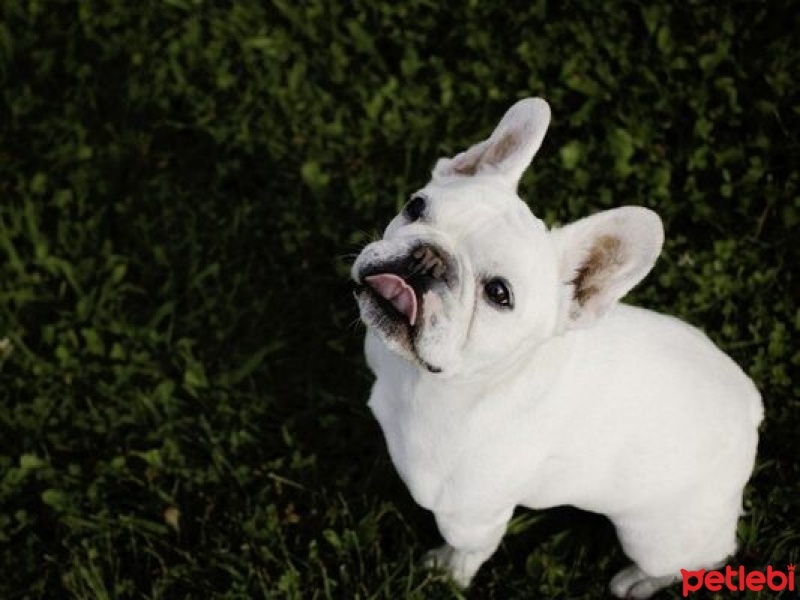Fransız Bulldog, Köpek  POLO fotoğrafı