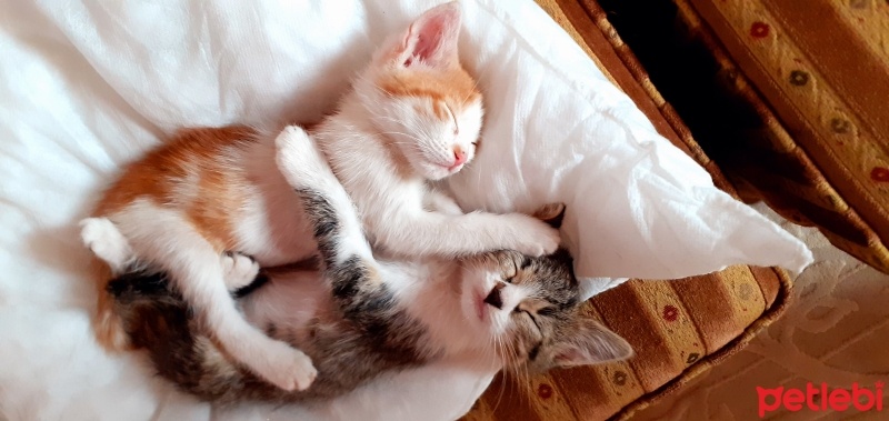 Tekir Kedi, Kedi  Tospik ve Karamel fotoğrafı