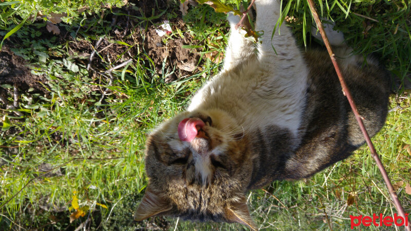 Tekir Kedi, Kedi  Azman fotoğrafı