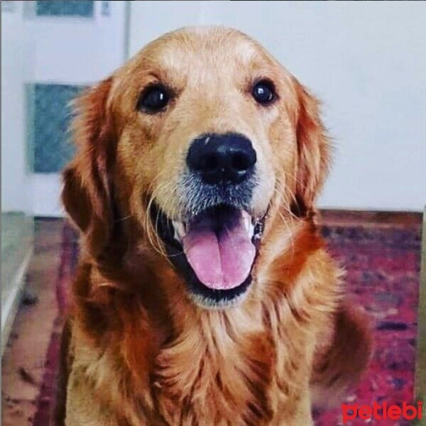 Golden Retriever, Köpek  Tarçın fotoğrafı