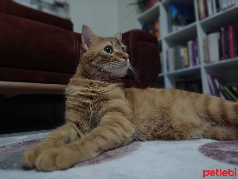 Sarman, Kedi  Sarman fotoğrafı