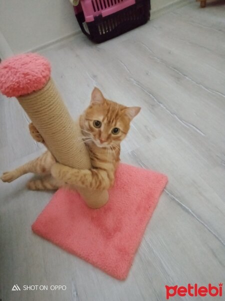 Sarman, Kedi  Sarman fotoğrafı