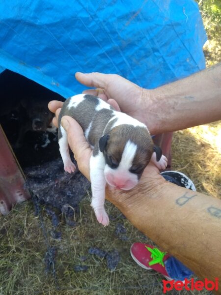 Amerikan Staffordshire Terrier, Köpek  Alfonzo fotoğrafı