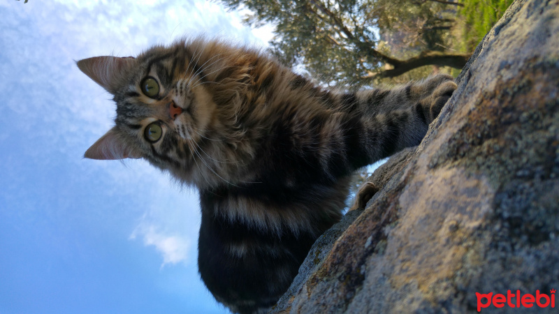 Tekir Kedi, Kedi  Aslan fotoğrafı