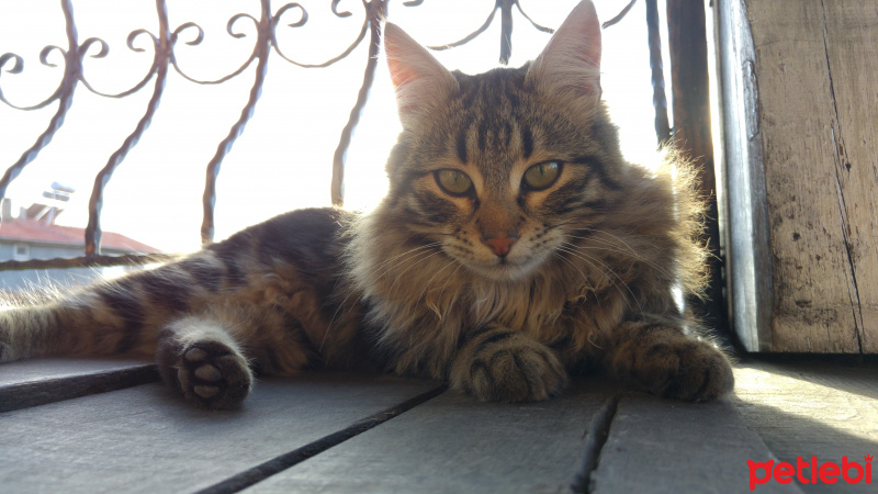 Tekir Kedi, Kedi  Aslan fotoğrafı