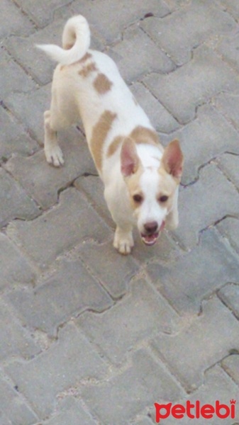 Jack Russell Terrier, Köpek  Niki fotoğrafı