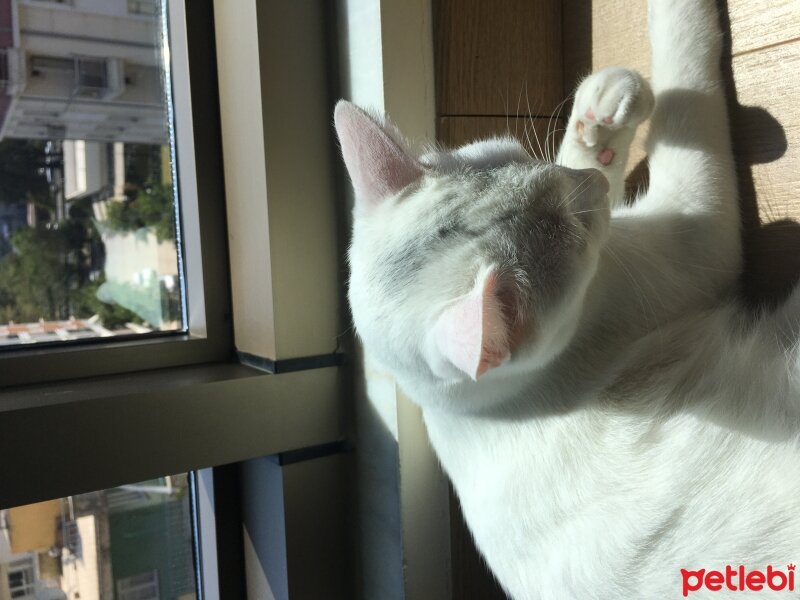 British Shorthair, Kedi  Oscar fotoğrafı