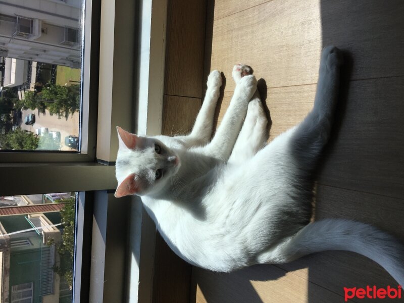 British Shorthair, Kedi  Oscar fotoğrafı