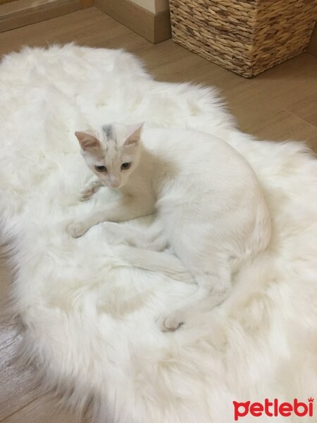 British Shorthair, Kedi  Oscar fotoğrafı