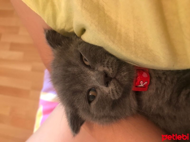 Scottish Fold, Kedi  Miniş fotoğrafı
