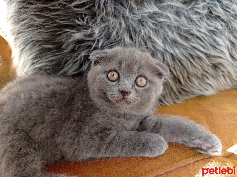 Scottish Fold, Kedi  Miniş fotoğrafı