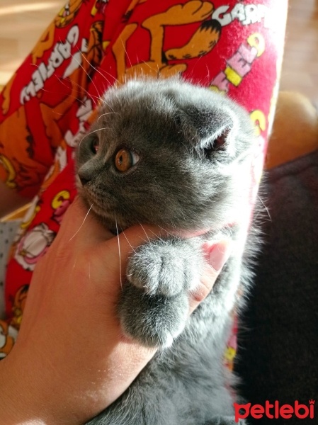 Scottish Fold, Kedi  Miniş fotoğrafı