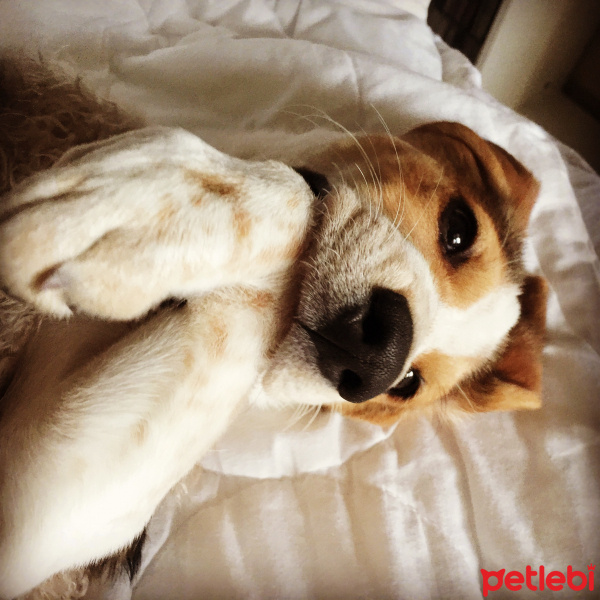 Beagle, Köpek  aşk fotoğrafı