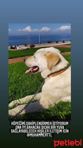 Labrador Retriever, Köpek  Zeus fotoğrafı