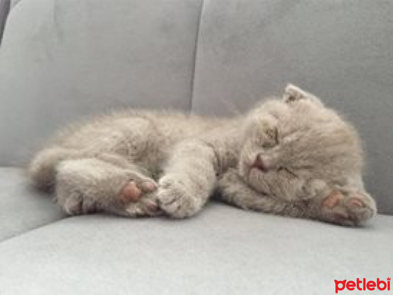 Scottish Fold, Kedi  LİNDA fotoğrafı