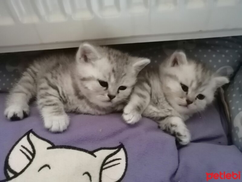 British Shorthair, Kedi  İsimsizler hâlâ fotoğrafı