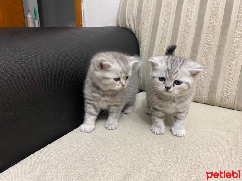 British Shorthair, Kedi  İsimsizler hâlâ fotoğrafı