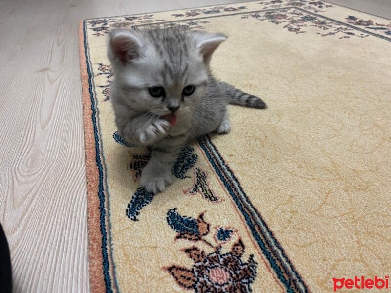 British Shorthair, Kedi  İsimsizler hâlâ fotoğrafı