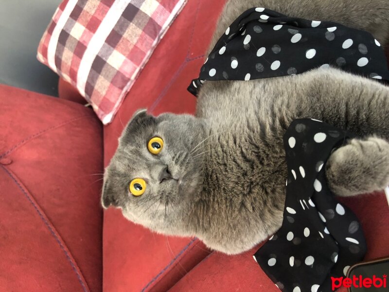 Scottish Fold, Kedi  Şanslı fotoğrafı